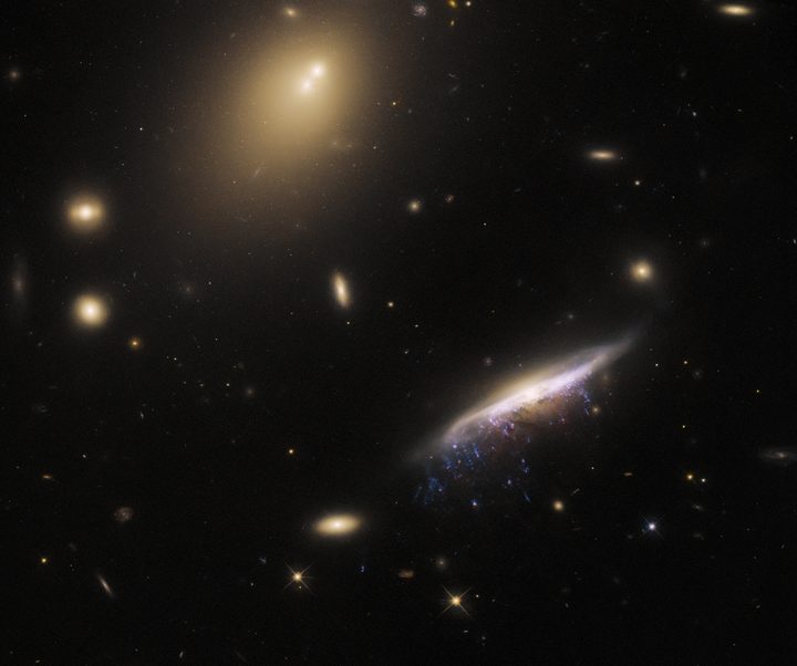 The galaxy JW100 (lower right) features prominently in this image from the NASA/ESA Hubble Space Telescope. The streams of star-forming gas dripping from the disk of the galaxy like streaks of fresh paint are formed by a process called ram pressure stripping. Their resemblance to dangling tentacles led astronomers to refer to JW100 as a ‘jellyfish’ galaxy. JW100 is over 800 million light-years away, in the constellation Pegasus.