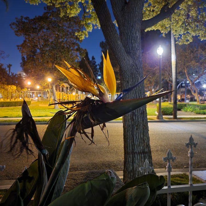 Bird of paradise captured on Samsung Galaxy S21 night mode