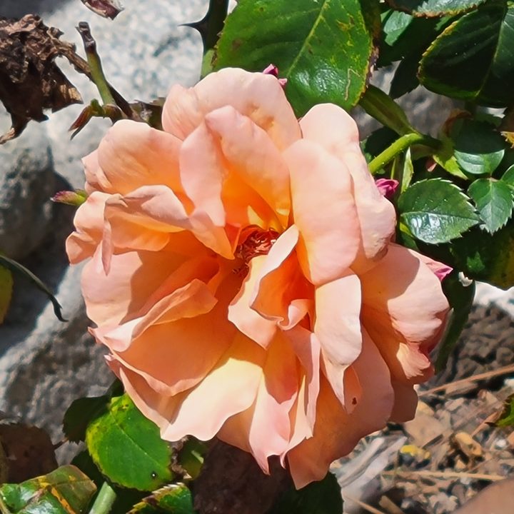Orange rose shot with Samsung Galaxy S21 10x zoom