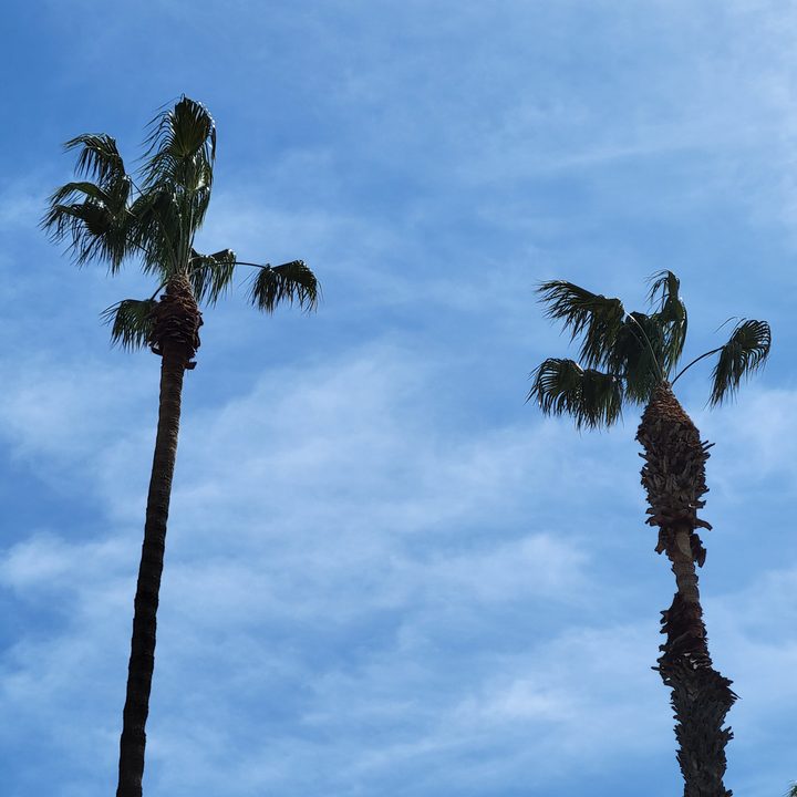 Palm trees against blue sky with Samsung Galaxy S21 3x telephoto