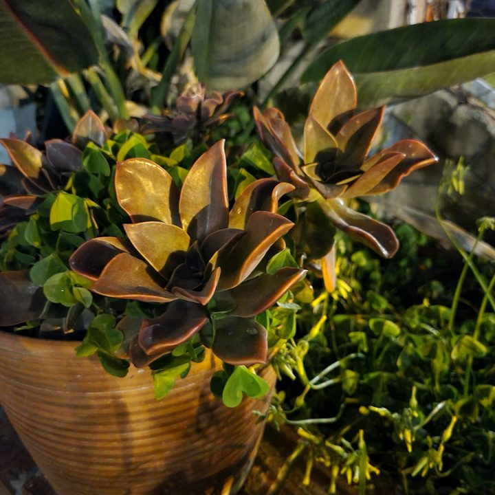 Succulent plant shot with Samsung Galaxy S21 night mode