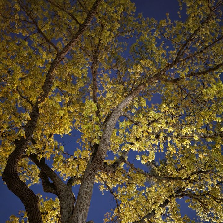 Tree night mode Samsung Galaxy S21