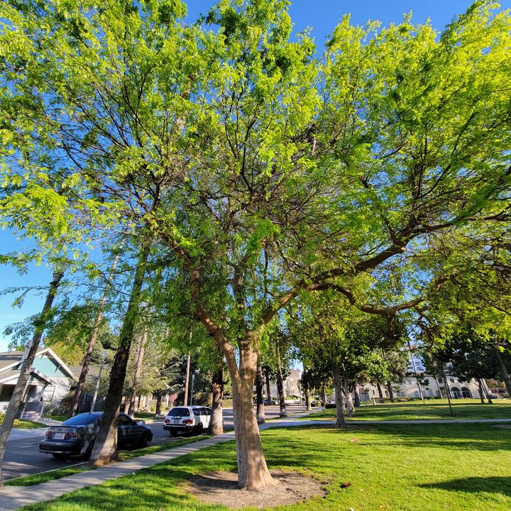Tree ultra wide shot with Samsung Galaxy S21