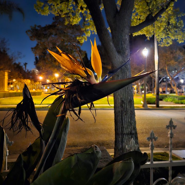 Bird of paradise captured with Samsung Galaxy S23 night mode