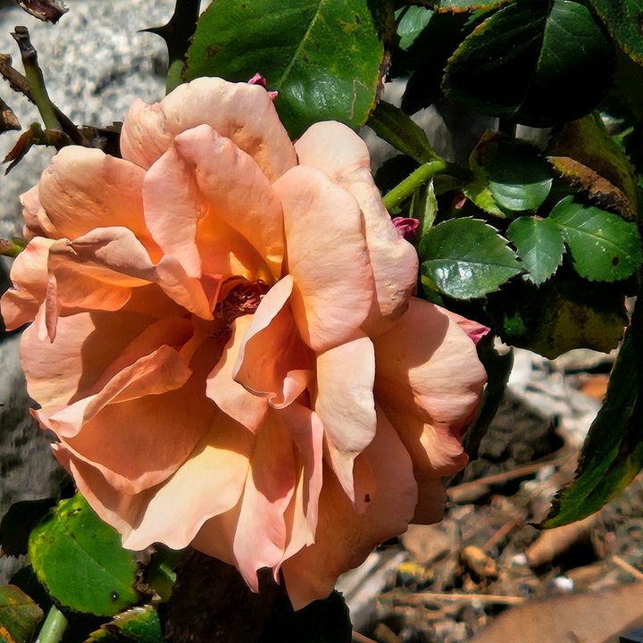 Orange rose 10x captured with Samsung Galaxy S23 telephoto