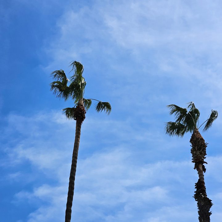 Palm trees against blue sky 3x zoom captured with Samsung Galaxy S23 telephoto