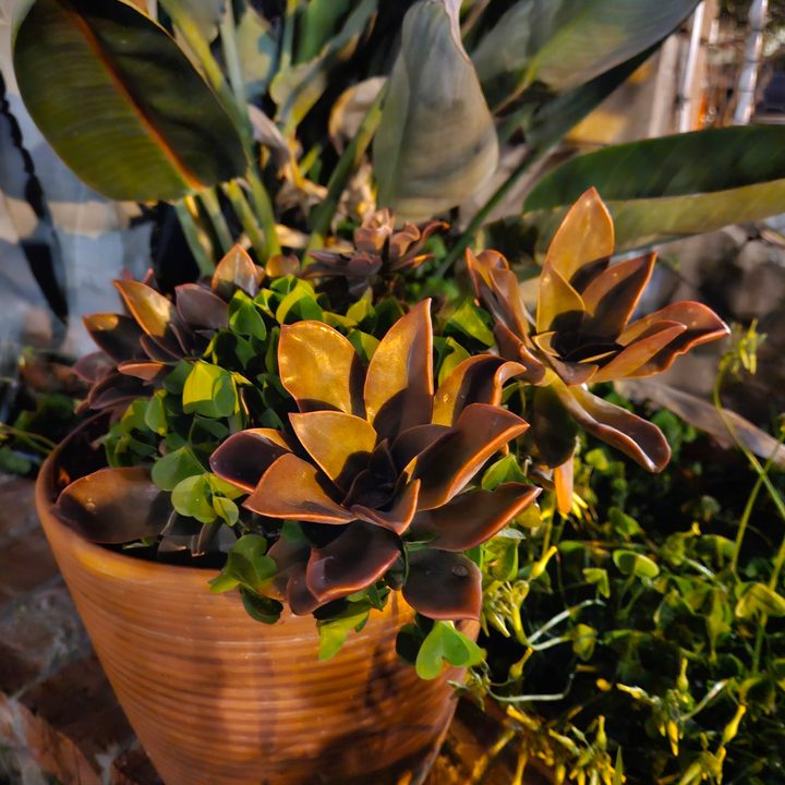 Succulent plant captured with Samsung Galaxy S23 night mode