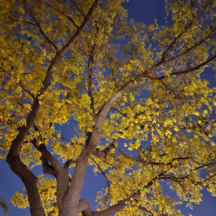 Tree captured with Samsung Galaxy S23 night mode