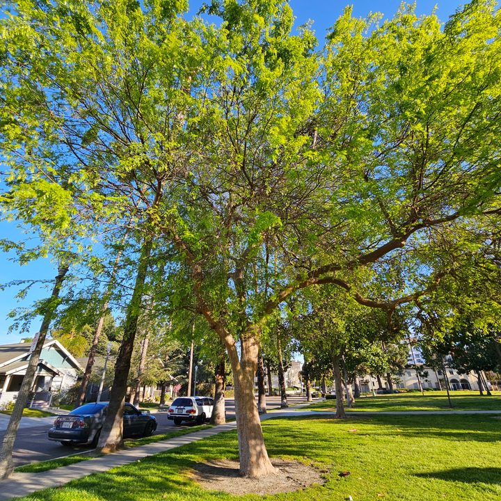 Tree captured with Samsung Galaxy S23 ultra wide camera