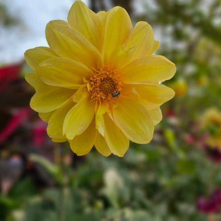 Blooming sunflower captured with the Samsung Galaxy S23 Ultra’s 3x telephoto portrait mode camera.