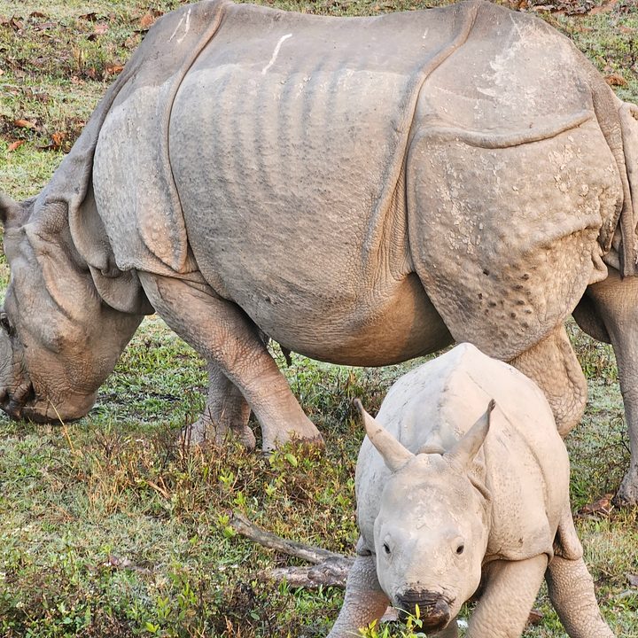Adult one-horned rhinoceros and baby rhino in Kaziranga National Park, Assam, India captured with the Samsung Galaxy S23 Ultra’s 3x telephoto portrait mode camera.