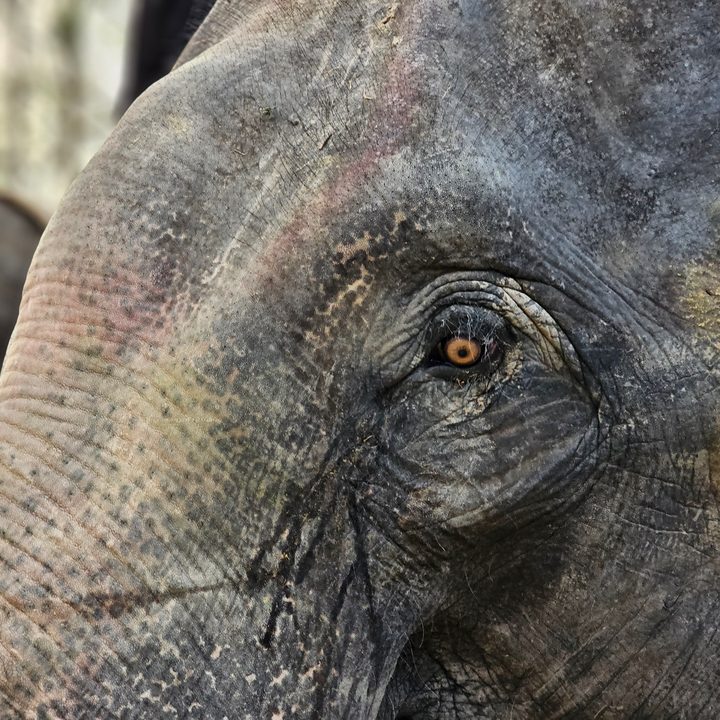 Close up of an old domesticated elephant's eye captured with the Samsung Galaxy S23 Ultra’s 3x telephoto portrait mode camera.