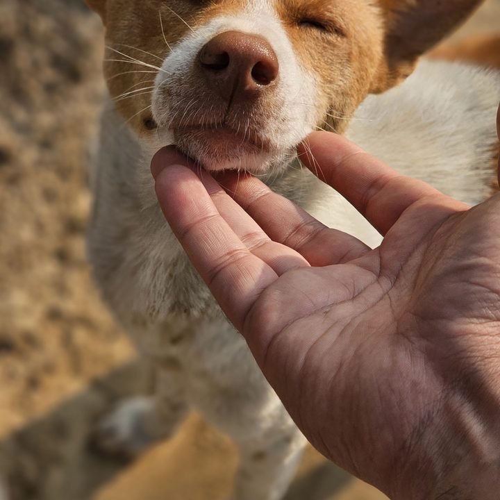 Female dog enjoys getting caressed captured with the Samsung Galaxy S23 Ultra’s 3x telephoto portrait mode camera.