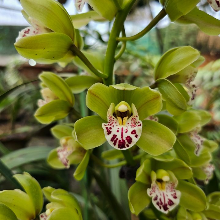 Purple dancing lady orchid captured with the Samsung Galaxy S23 Ultra’s 3x telephoto portrait mode camera.