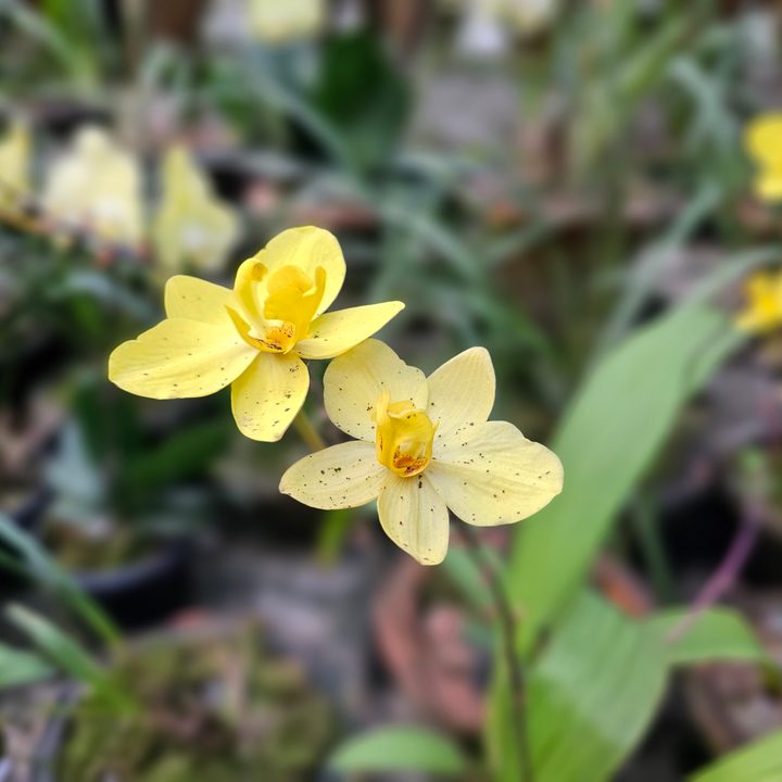 Yellow orchid flowes captured with the Samsung Galaxy S23 Ultra’s 3x telephoto portrait mode camera.