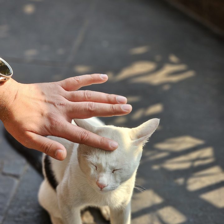 Tiny white cat getting his head patted captured with the Samsung Galaxy S23 Ultra’s 3x telephoto portrait mode camera.