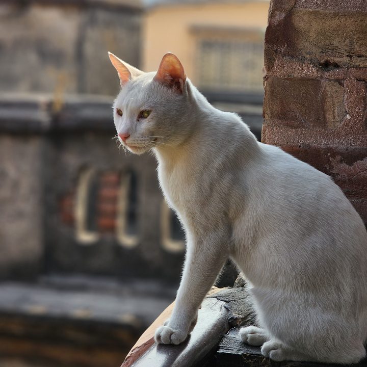 White cat sits at a terace railing captured with the Samsung Galaxy S23 Ultra’s 3x telephoto portrait mode camera.