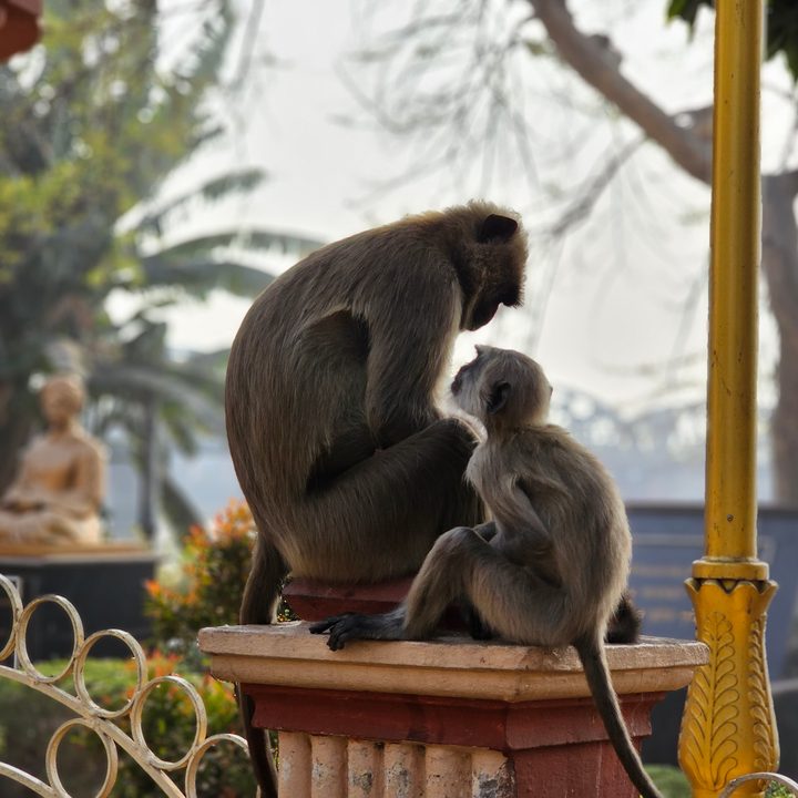 Mother and baby langur sitting on a stone wall captured with the Samsung Galaxy S23 Ultra’s 3x telephoto portrait mode camera.