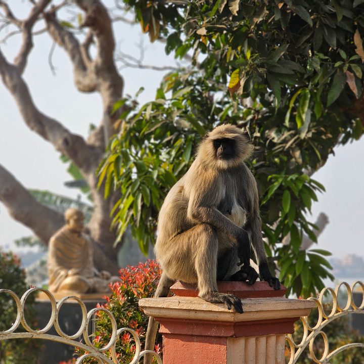 Langur sitting on a stone wall captured with the Samsung Galaxy S23 Ultra’s 3x telephoto portrait mode camera.