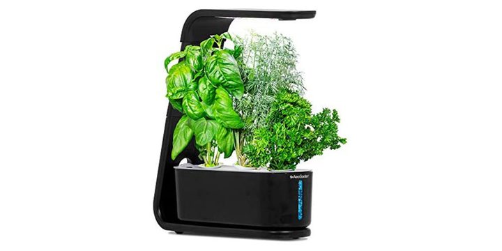 The AeroGarden Sprout with a plant inside and on a white background.