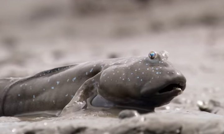 A mudskipper in the BBC's "Life."