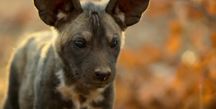 An animal in "Our Planet."