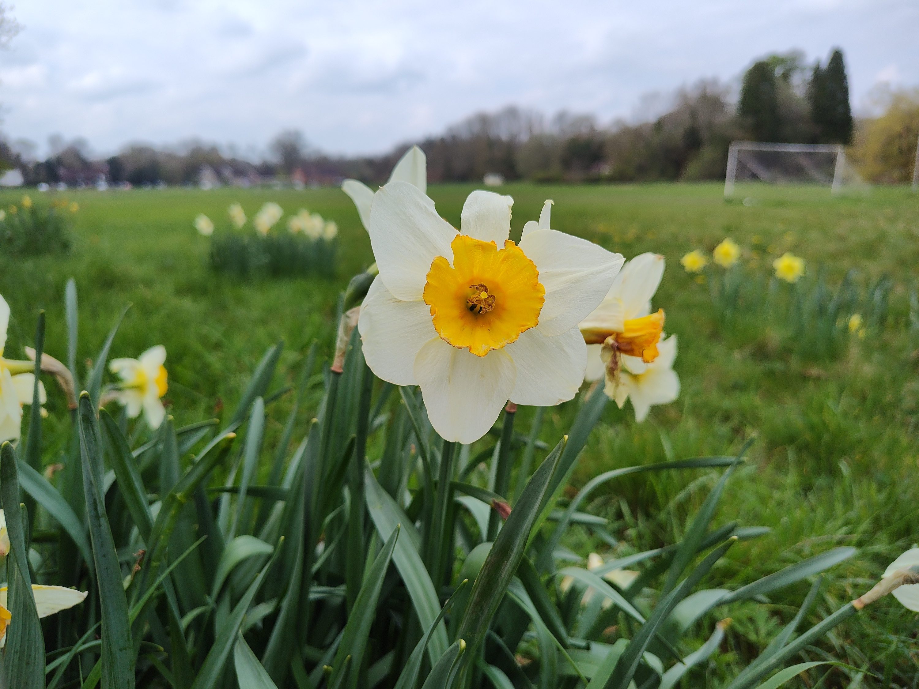 A photo taken using the Motorola ThinkPhone's main camera.