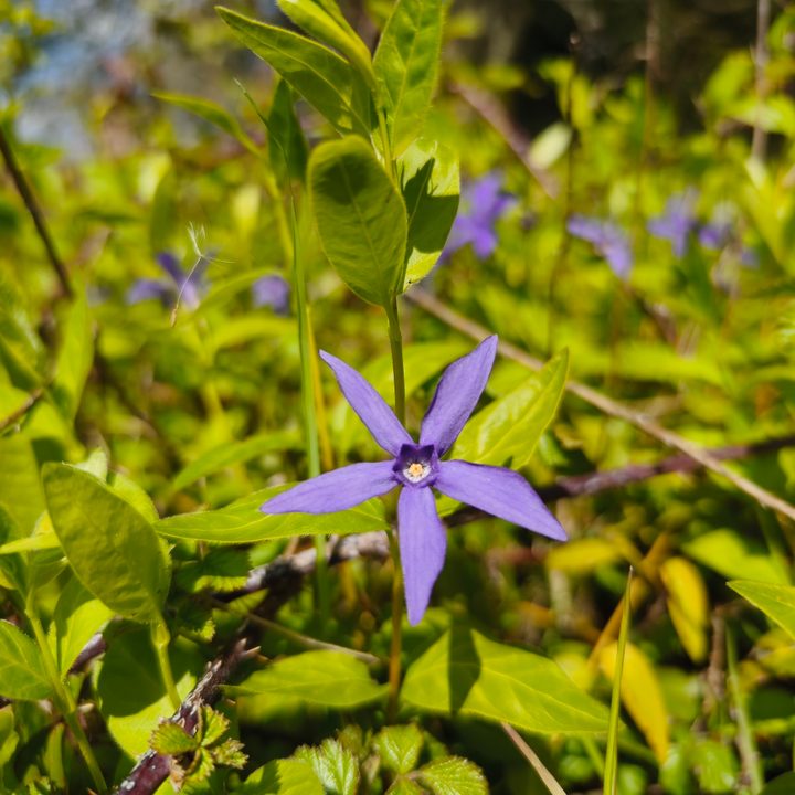 A photo taken by the Vivo X90 Pro's main camera.