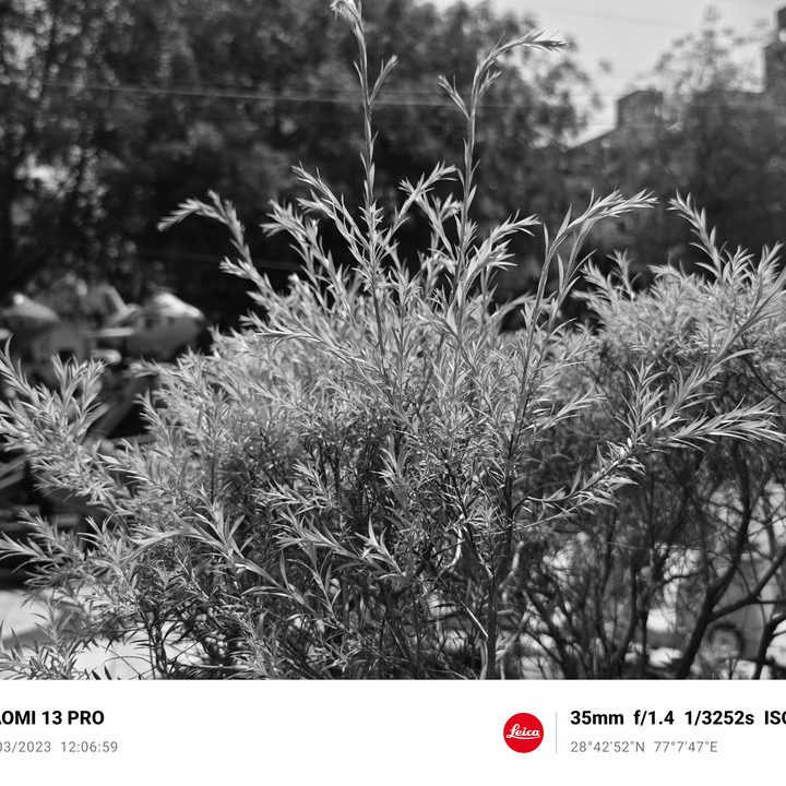 Plants in black and white.
