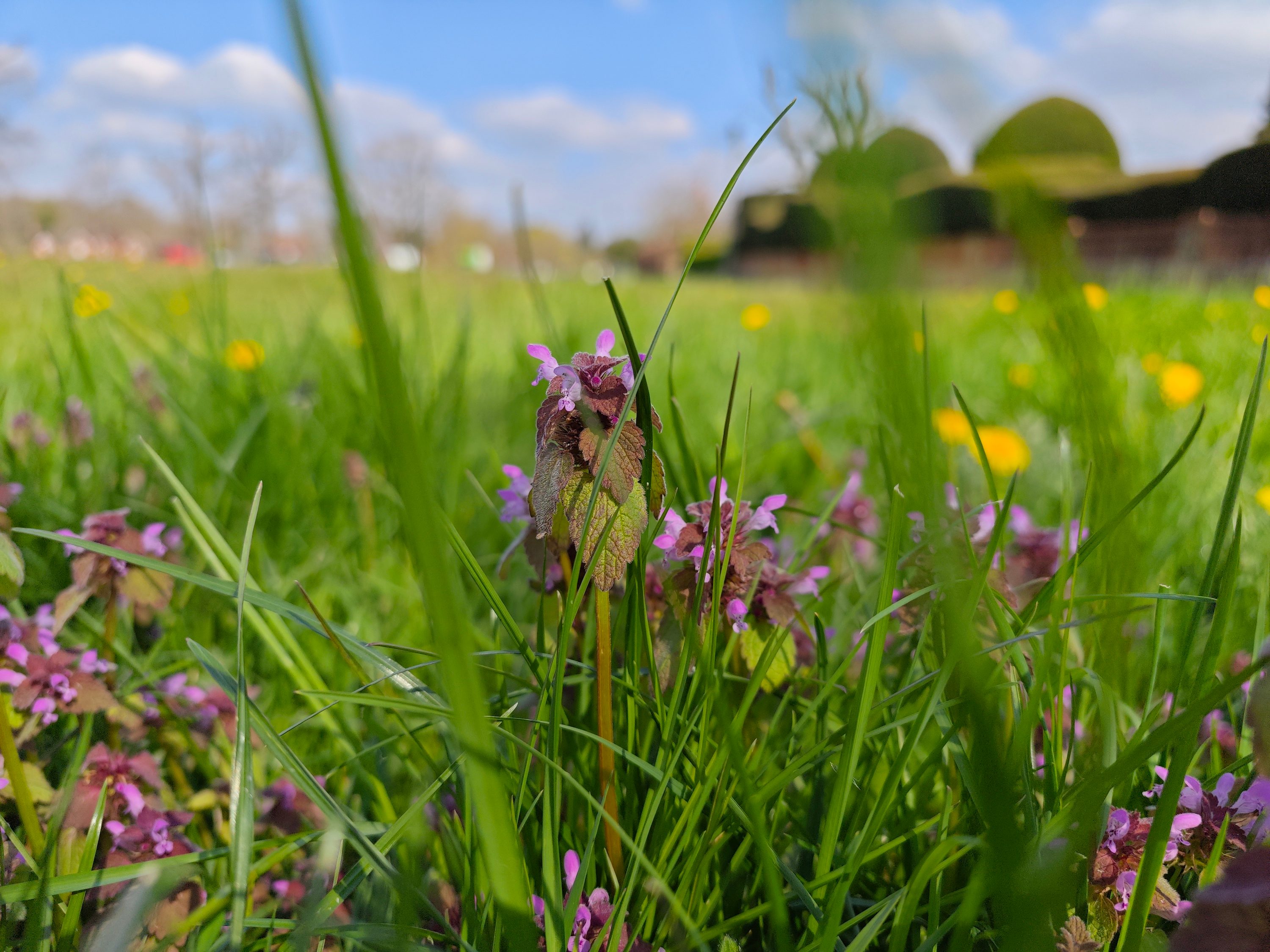 A photo taken with the Xiaomi 13 Ultra's main camera.