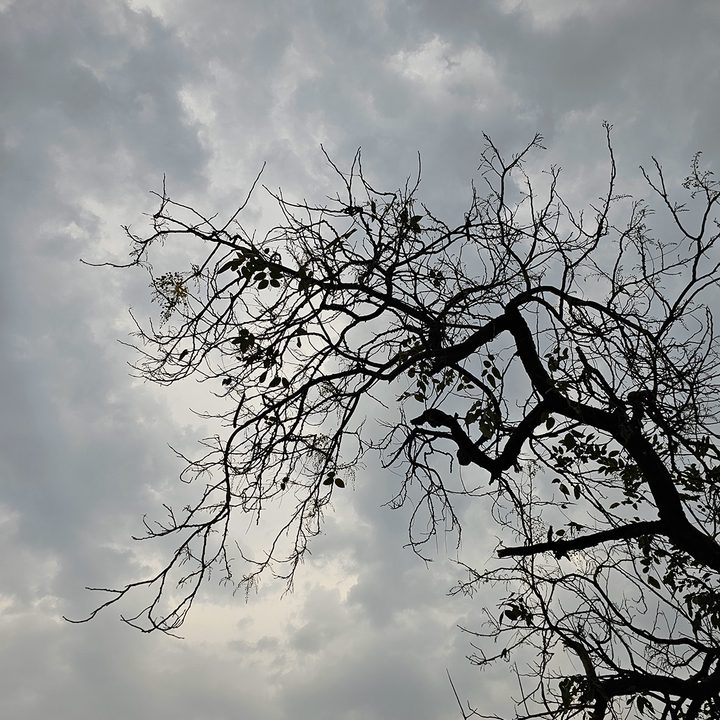 Branches of a leafless tree against dense clouds captured by the Samsung Galaxy S23 Ultra.