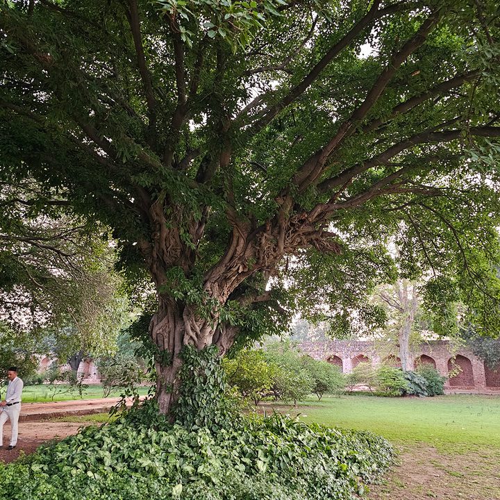 Shade of a dense tree captured by Samsung Galaxy S23 Ultra.