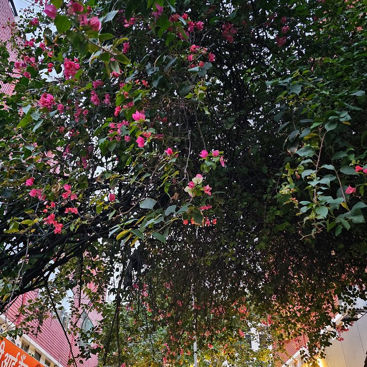 Dense bougainvillea tree leaves and fowers captured by the Samsung Galaxy S23 Ultra.