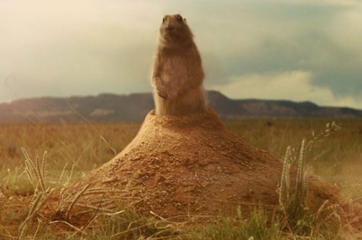 A prairie dog stands up from a mound of dirt in Indiana Jones and the Kingdom of the Crystal Skull.