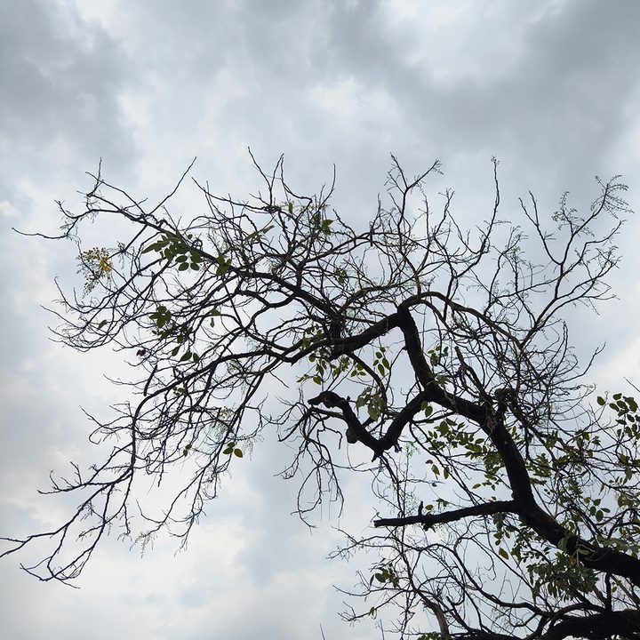 Branches of a leafless tree against dense clouds captured by the Vivo X90 Pro.