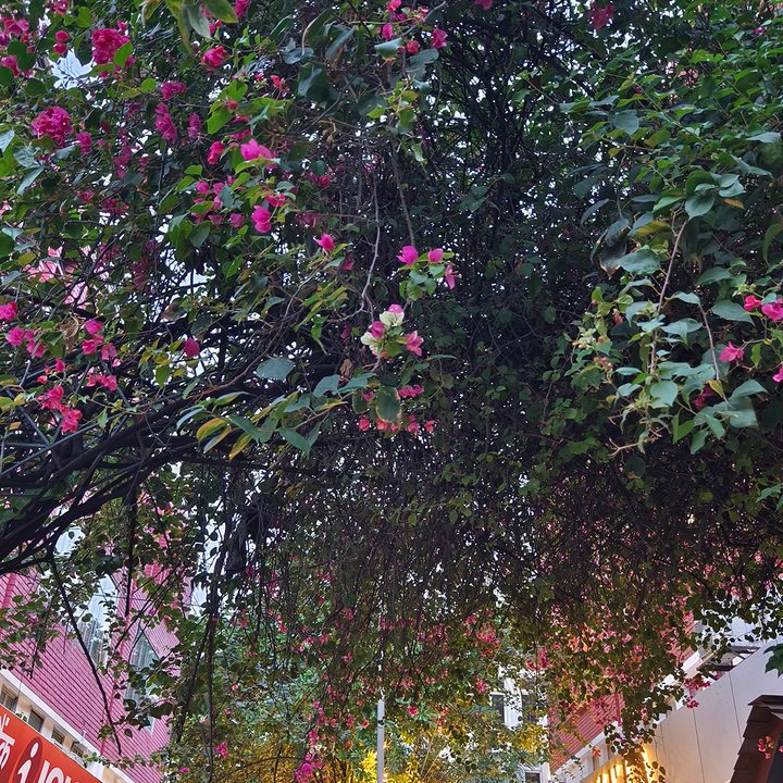Dense bougainvillea tree leaves and fowers captured by the Vivo X90 Pro.