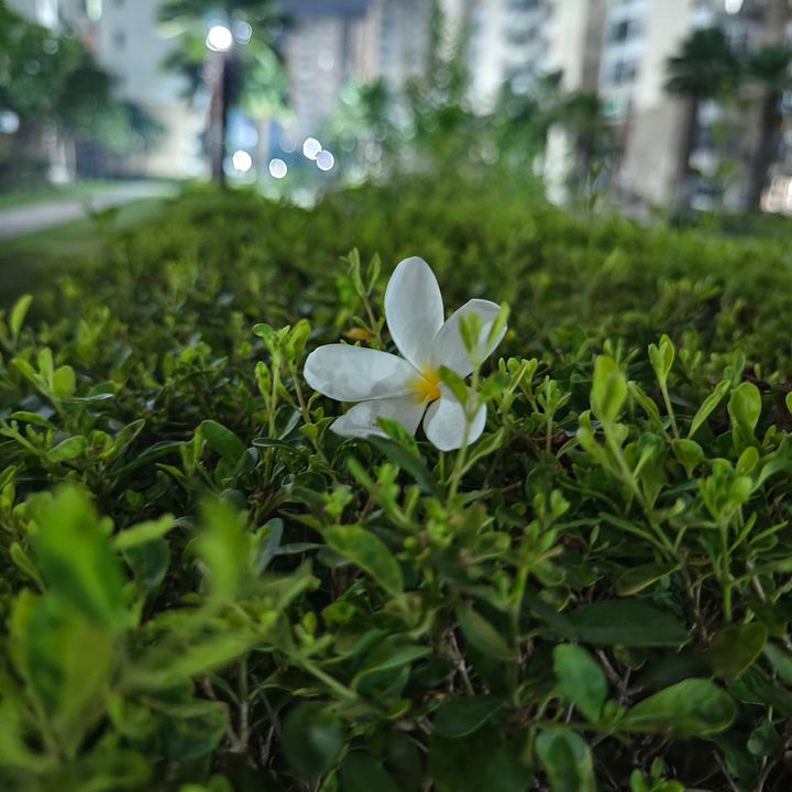 Plumeria flower on a bush captured by Vivo X90 Pro.