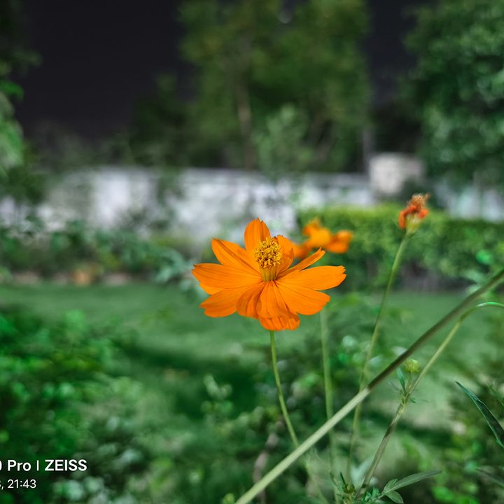 An orange flower under street light captured by Vivo X90 Pro.