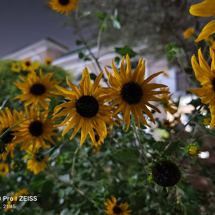 Sunflowers at night captured by Vivo X90 Pro.