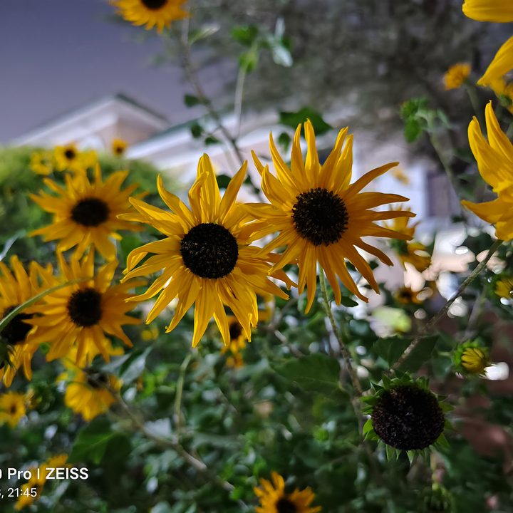 Sunflowers at night captured by Vivo X90 Pro with night mode.