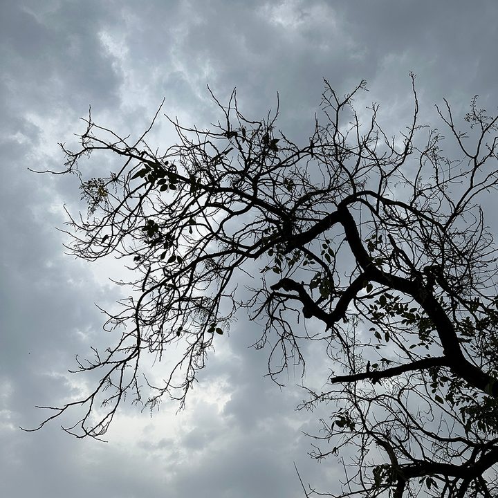 Branches of a leafless tree against dense clouds captured by the iPhone 14 Pro.