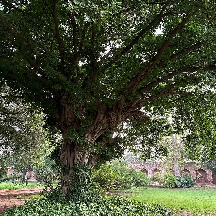 Shade of a dense tree captured by iphone 14 Pro.