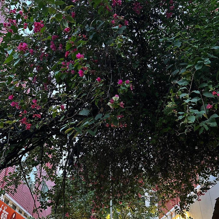 Dense bougainvillea tree leaves and fowers captured by the iPhone 14 Pro.