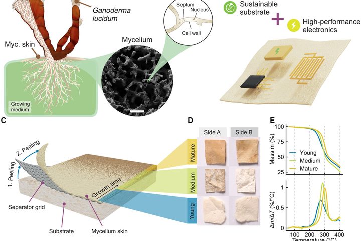 Mushroom skin is removed and processed for electronics,