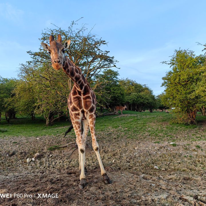 A photo taken with the Huawei P60 Pro using the main camera.