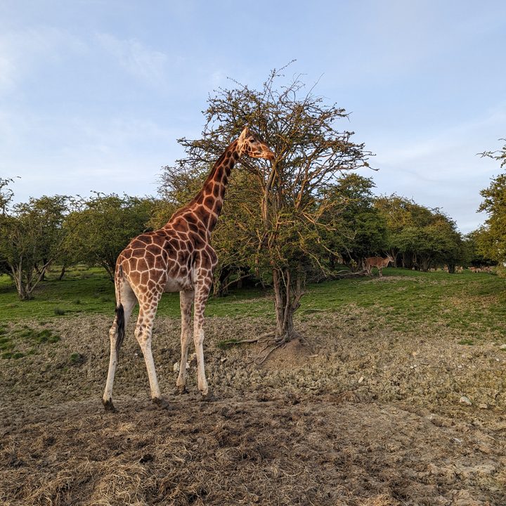 Photo taken with the Pixel 7 Pro's main camera.
