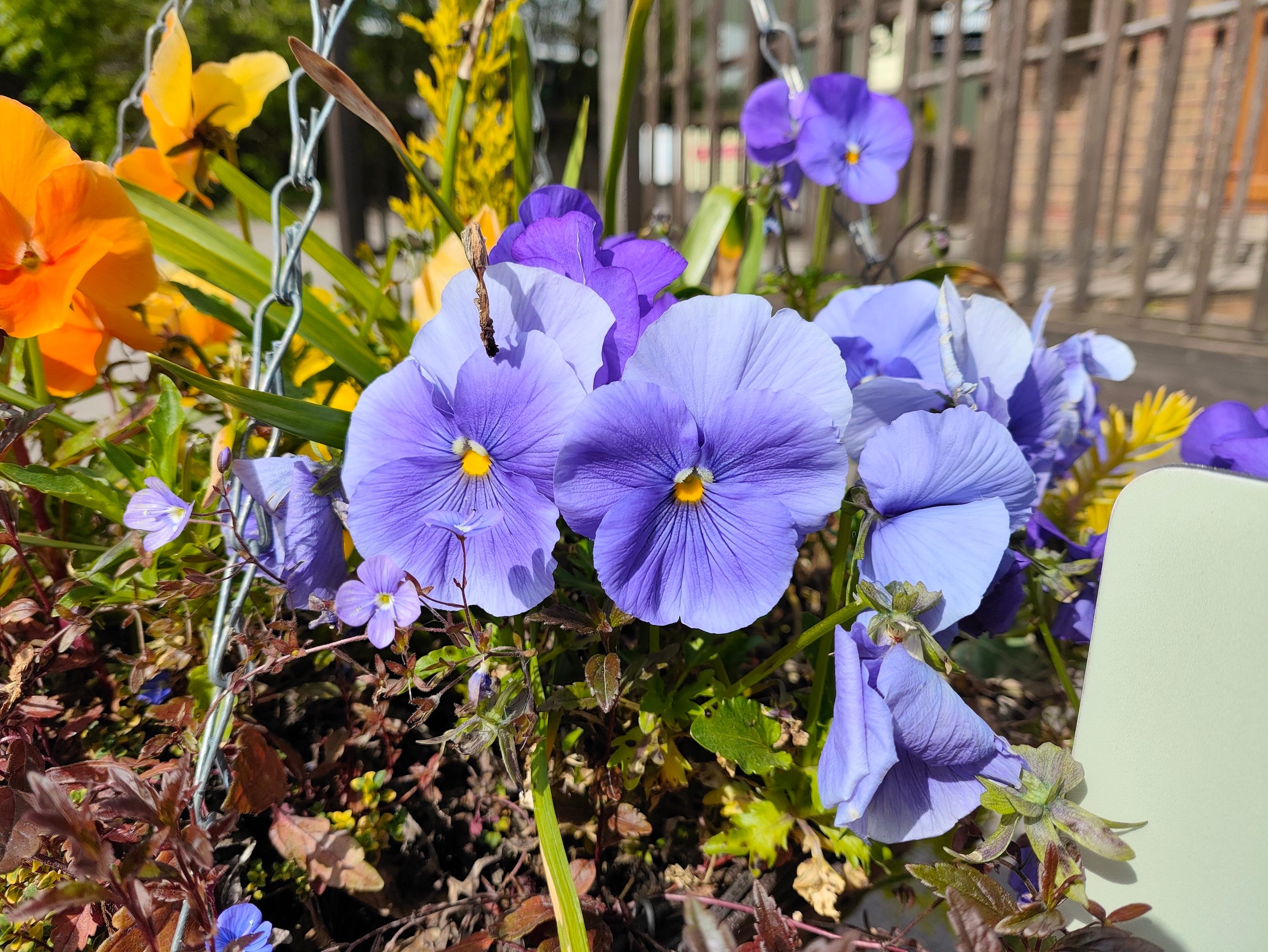 A photo taken with the Poco F5 Pro's main camera.