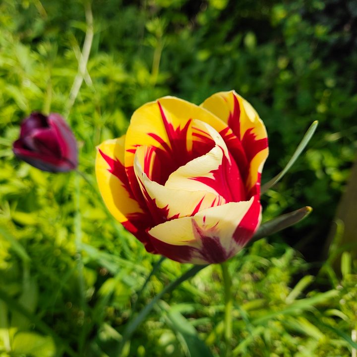 A photo taken with the Poco X5 Pro's main camera.