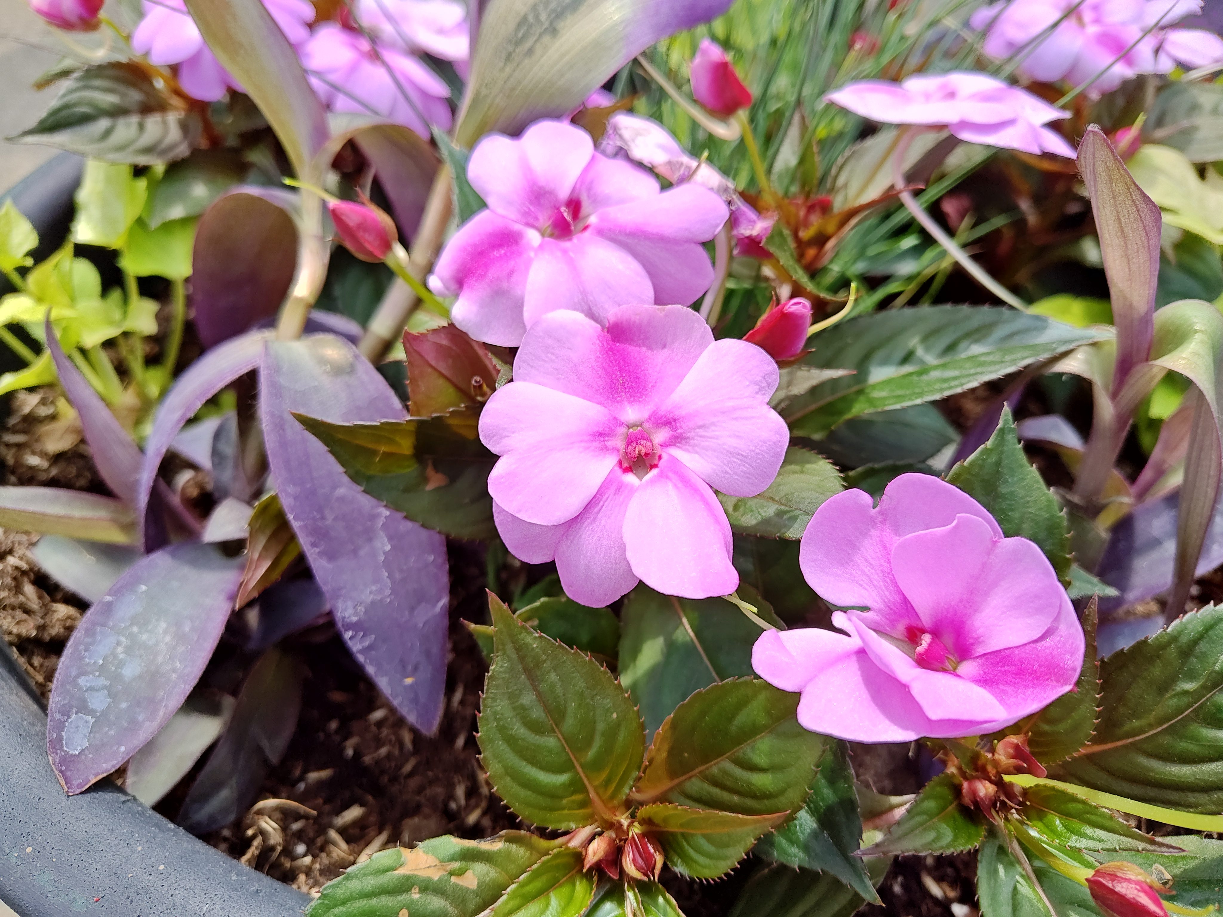 Close-up photos of pink flowers, taken with the Motorola Edge Plus (2023).