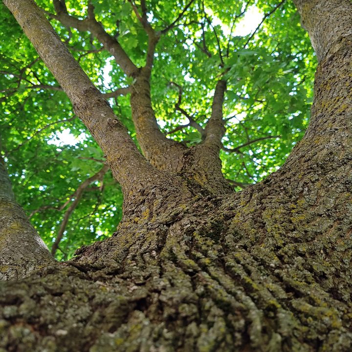 Photo of the trunk of a tree, looking up at the sky, taken with the Motorola Edge Plus (2023).